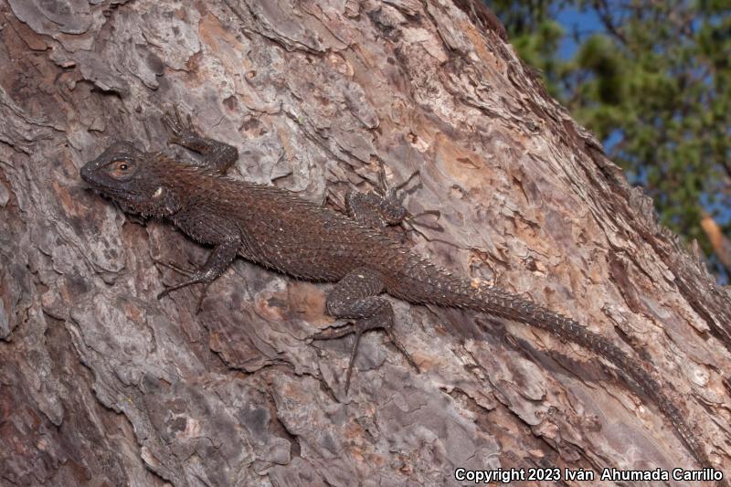 Boulenger's Scaly Lizard (Sceloporus asper)