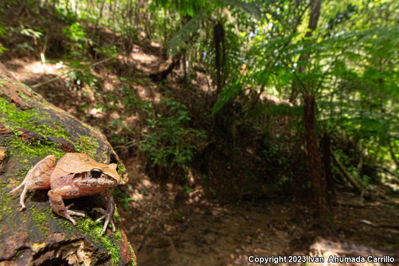 Taylor's Barking Frog (Craugastor occidentalis)