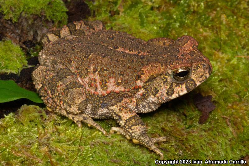 Pine Toad (Ollotis occidentalis)