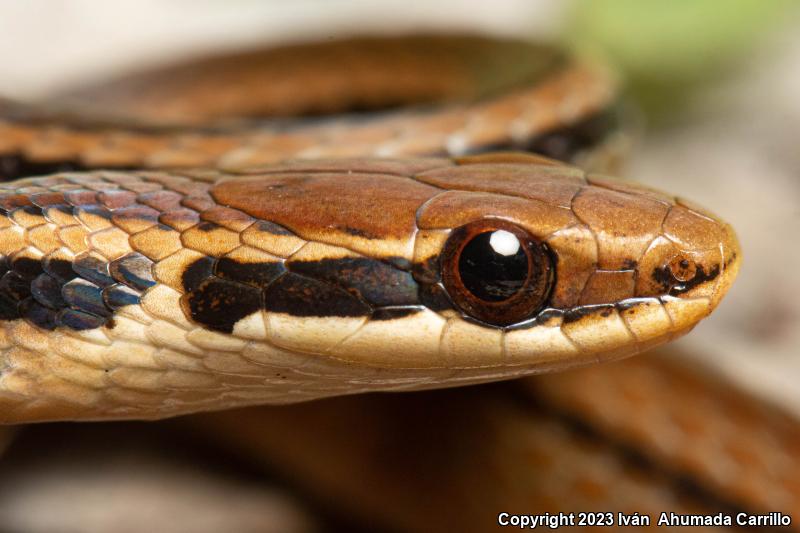 Pine-Oak Snake (Rhadinaea taeniata)