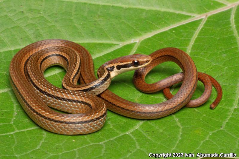 Pine-Oak Snake (Rhadinaea taeniata)