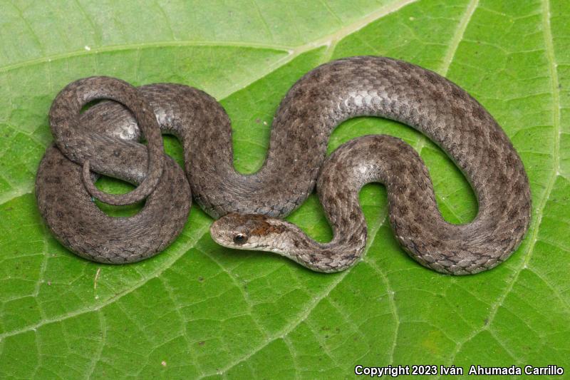 Mexican Brownsnake (Storeria storerioides)