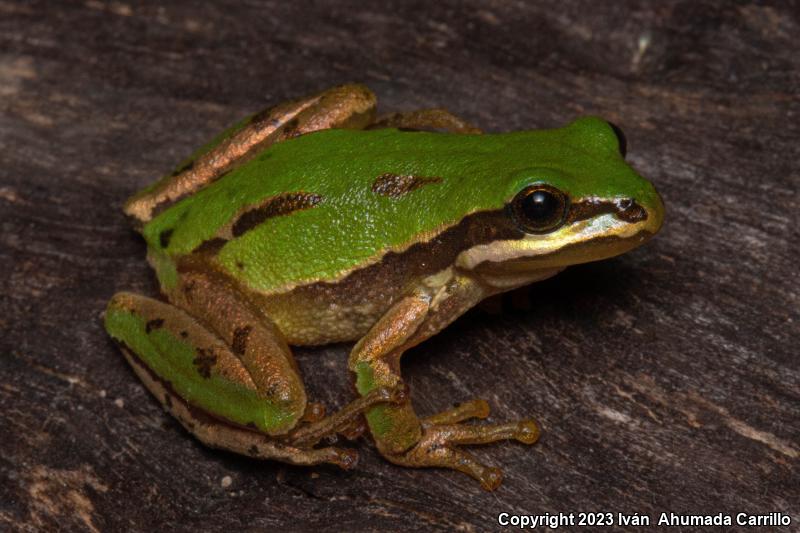 Mountain Treefrog (Hyla eximia)