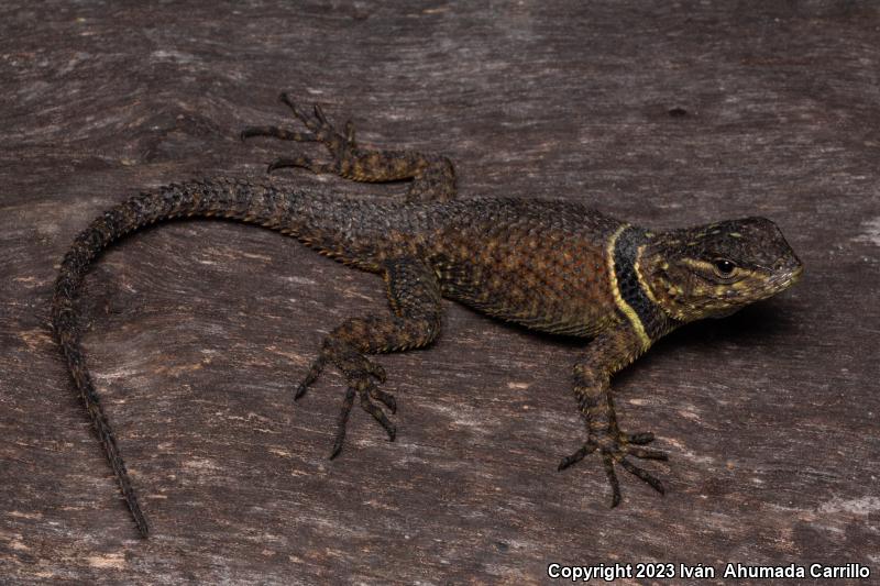 Buller's Spiny Lizard (Sceloporus bulleri)