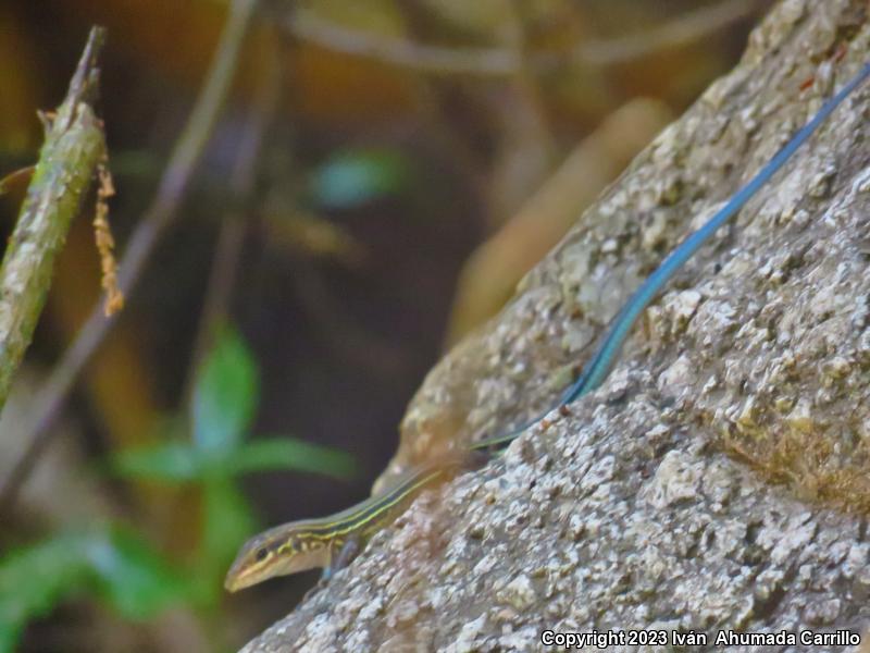 Twelve-lined Whiptail (Aspidoscelis lineatissima duodecemlineata)