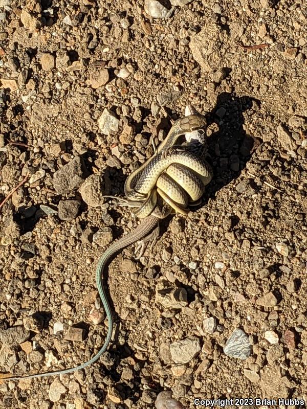 Coastal Whiptail (Aspidoscelis tigris stejnegeri)