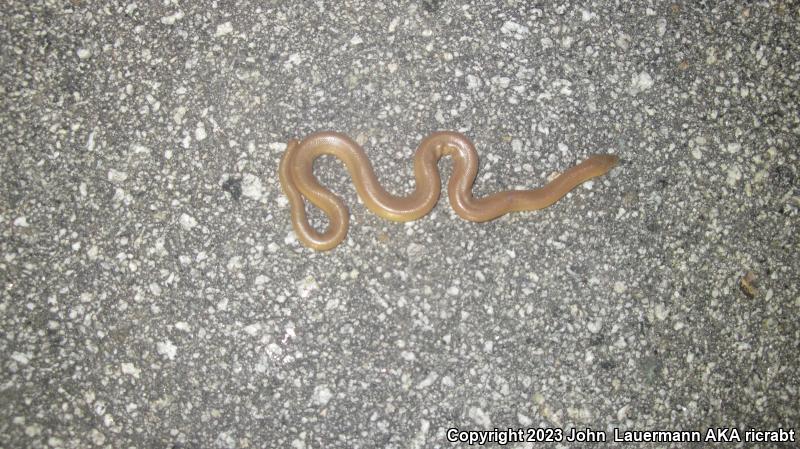 Southern Rubber Boa (Charina umbratica)