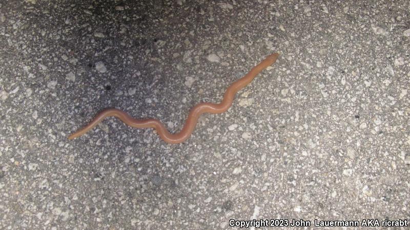 Southern Rubber Boa (Charina umbratica)