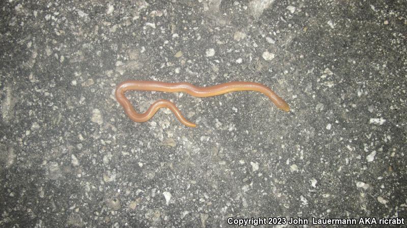 Southern Rubber Boa (Charina umbratica)