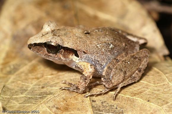 Polymorphic Robber Frog (Craugastor rhodopis)