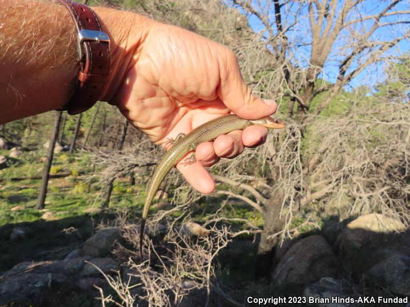 Arizona Skink (Plestiodon gilberti arizonensis)