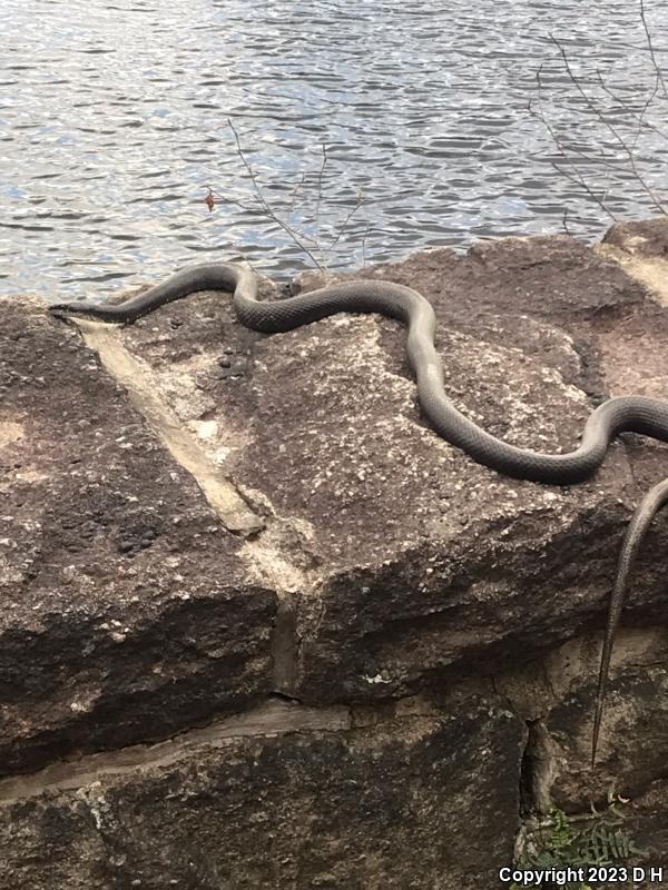 Black Ratsnake (Pantherophis obsoletus obsoletus)