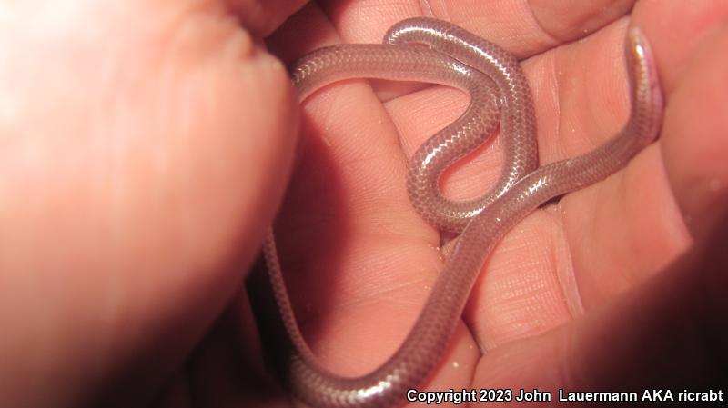 SouthWestern Threadsnake (Leptotyphlops humilis humilis)