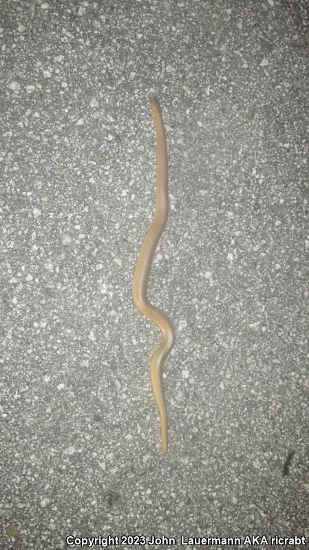 Southern Rubber Boa (Charina umbratica)