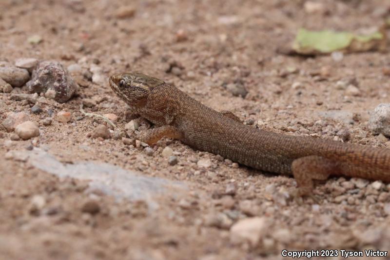 Desert Night Lizard (Xantusia vigilis vigilis)