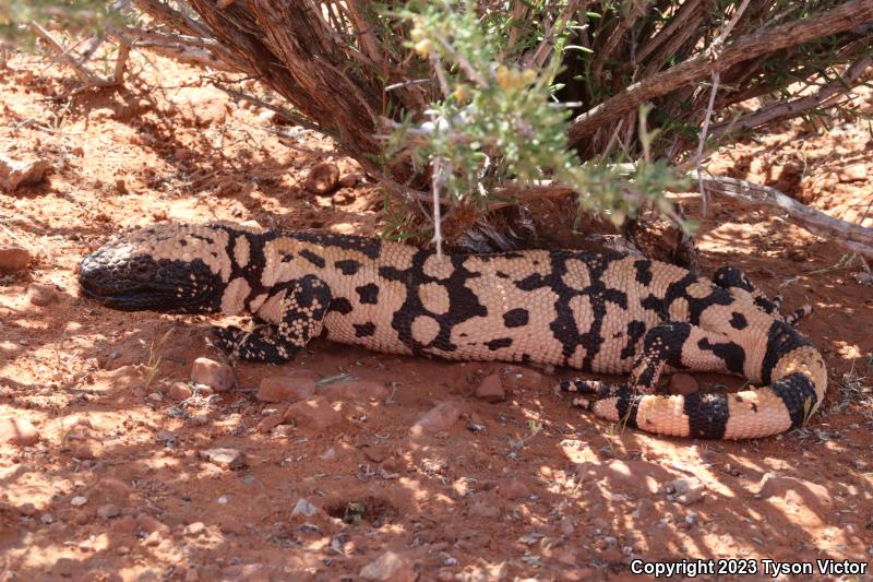 Banded Gila Monster (Heloderma suspectum cinctum)