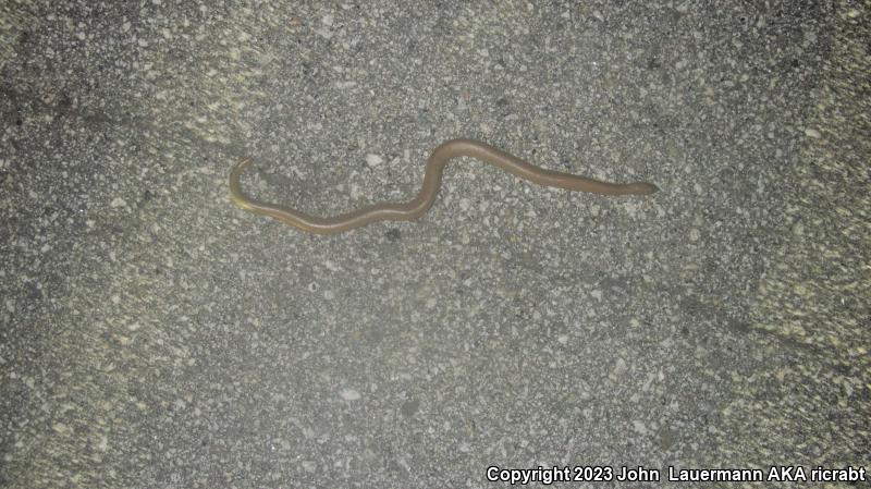 Southern Rubber Boa (Charina umbratica)