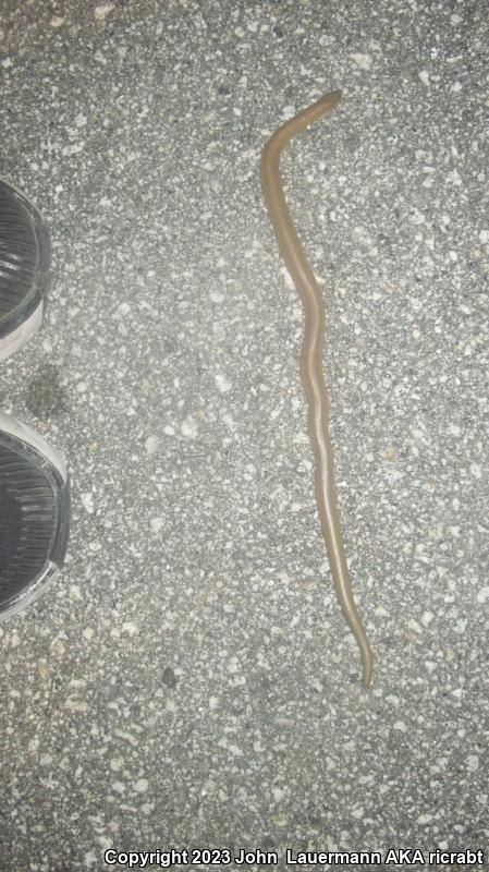 Southern Rubber Boa (Charina umbratica)