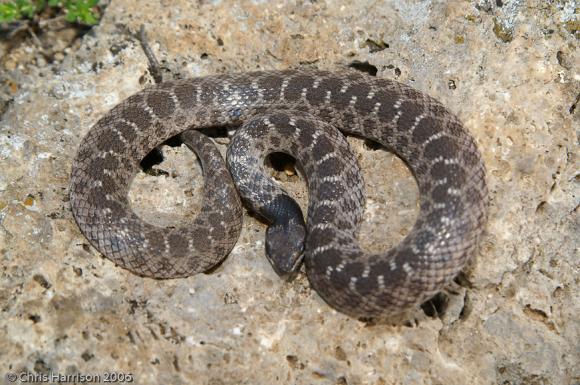 Jan's Nightsnake (Hypsiglena jani jani)