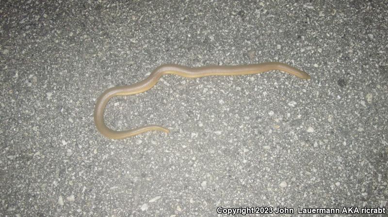 Southern Rubber Boa (Charina umbratica)