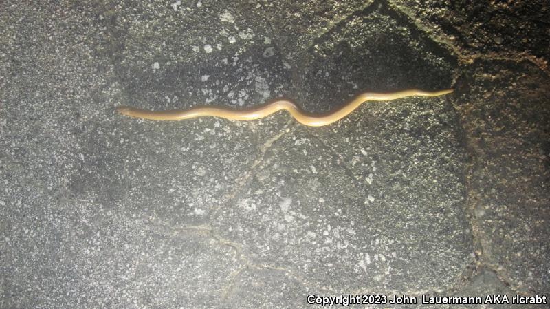 Southern Rubber Boa (Charina umbratica)