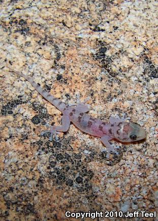 Penninsular Leaf-toed Gecko (Phyllodactylus nocticolus)