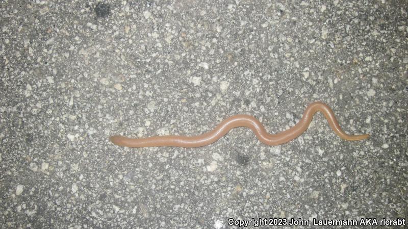 Southern Rubber Boa (Charina umbratica)