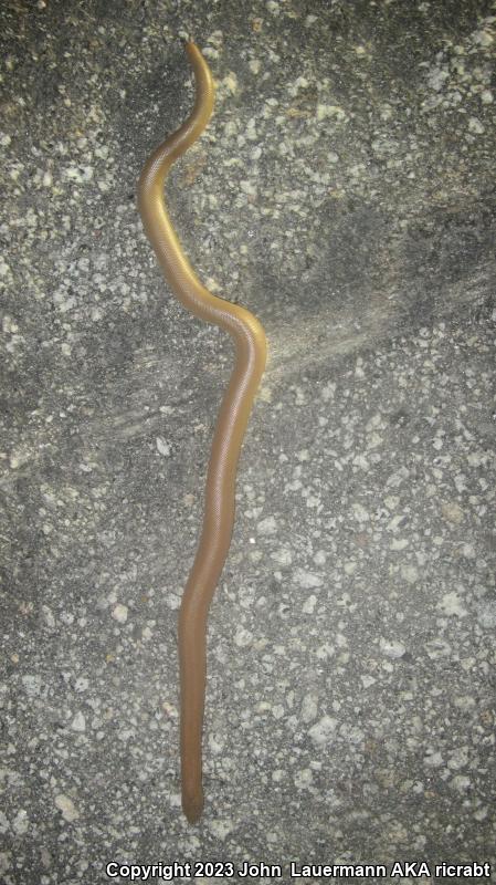 Southern Rubber Boa (Charina umbratica)