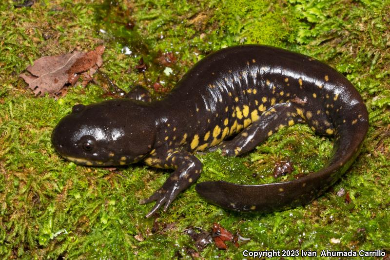 Yellow-peppered Salamander (Ambystoma flavipiperatum)