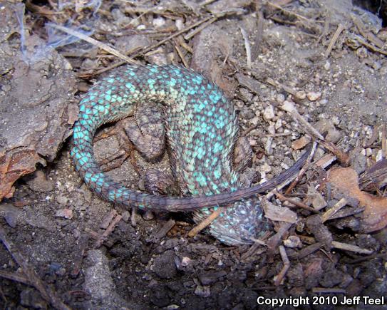 Great Basin Fence Lizard (Sceloporus occidentalis longipes)