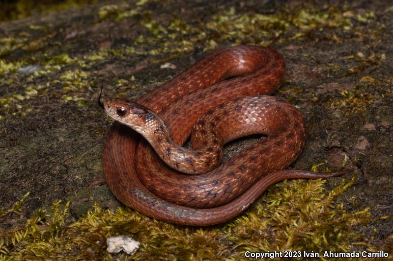 Mexican Brownsnake (Storeria storerioides)