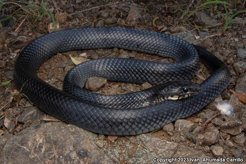 Central American Indigo Snake (Drymarchon melanurus)