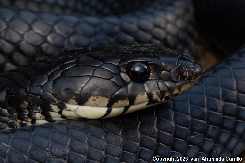 Central American Indigo Snake (Drymarchon melanurus)