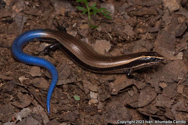 Dugès's Skink (Plestiodon dugesii)