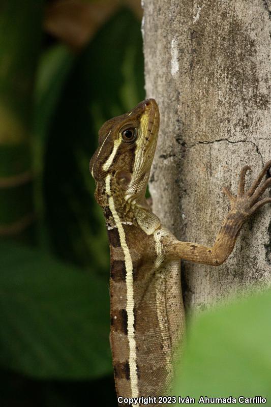 Brown Basilisk (Basiliscus vittatus)