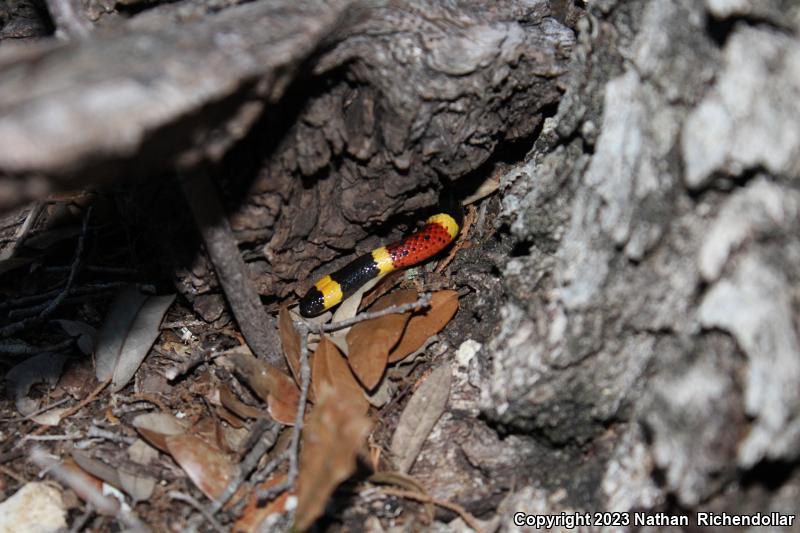 Texas Coralsnake (Micrurus tener)