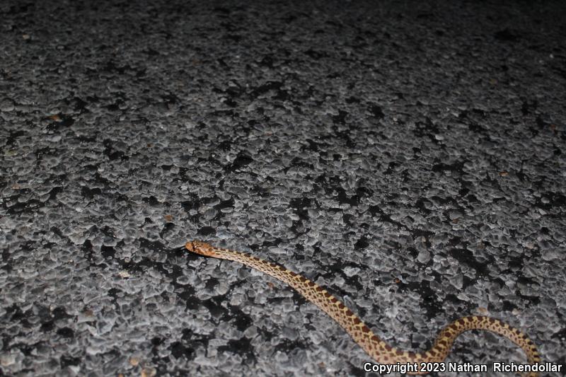 Bullsnake (Pituophis catenifer sayi)