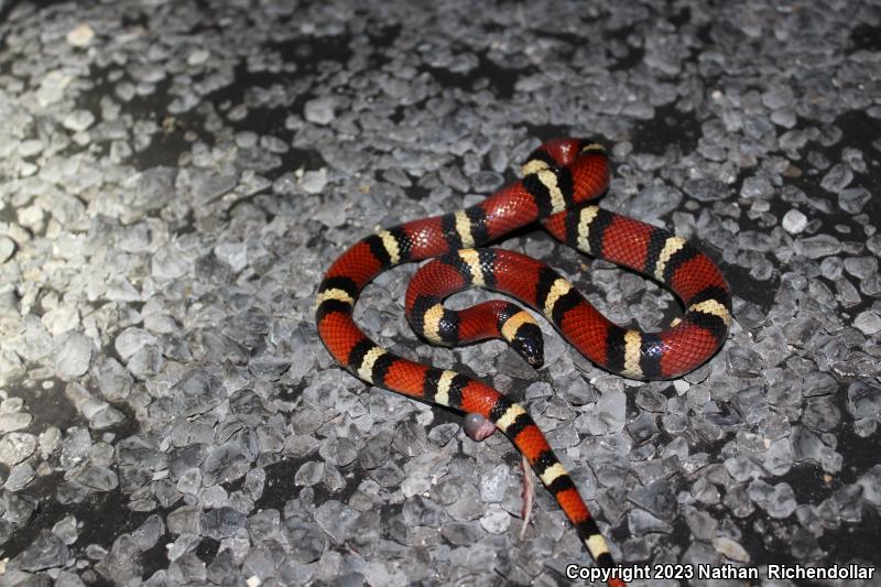 Mexican Milksnake (Lampropeltis triangulum annulata)