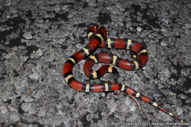 Mexican Milksnake (Lampropeltis triangulum annulata)