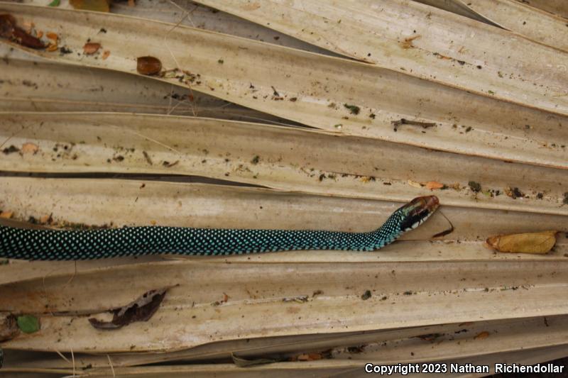 Northern Speckled Racer (Drymobius margaritiferus margaritiferus)