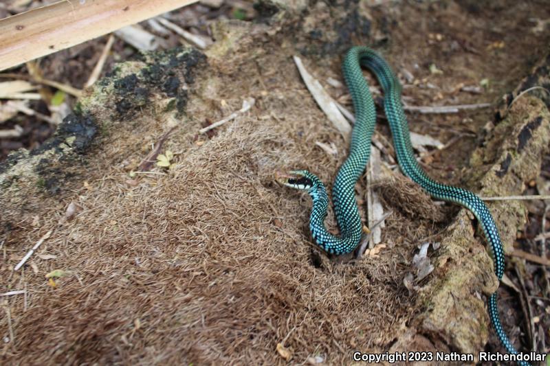 Northern Speckled Racer (Drymobius margaritiferus margaritiferus)