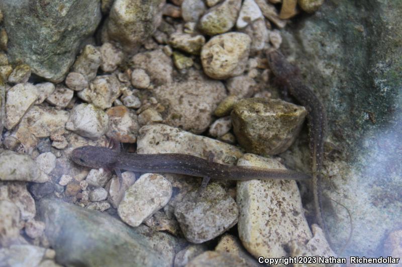Jollyville Plateau Salamander (Eurycea tonkawae)