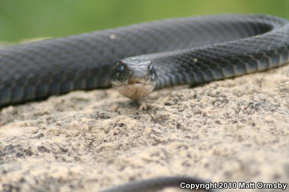 Eastern Yellow-bellied Racer (Coluber constrictor flaviventris)