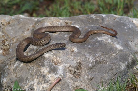 Mexican Yellow-bellied Brownsnake (Storeria hidalgoensis)