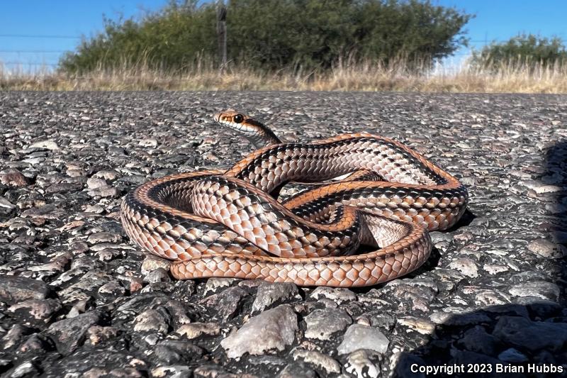 Big Bend Patch-nosed Snake (Salvadora hexalepis deserticola)