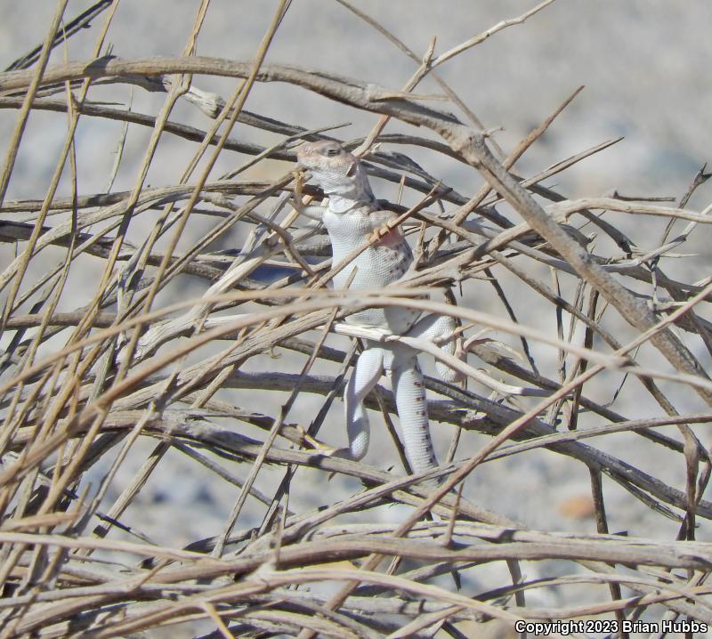 Northern Desert Iguana (Dipsosaurus dorsalis dorsalis)