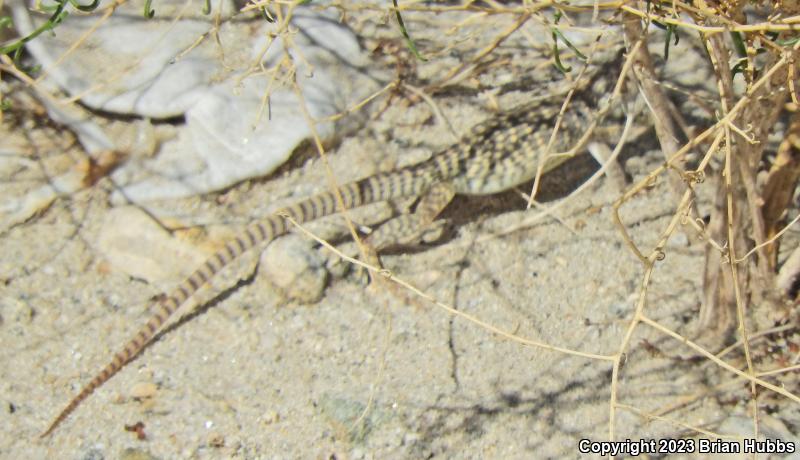 Northern Desert Iguana (Dipsosaurus dorsalis dorsalis)