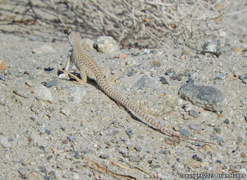 Northern Desert Iguana (Dipsosaurus dorsalis dorsalis)