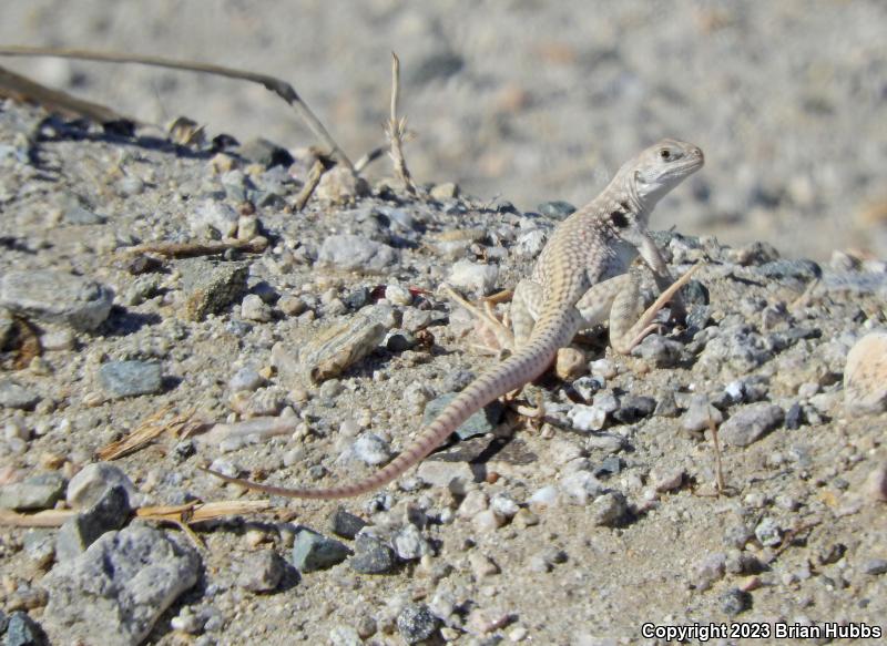 Northern Desert Iguana (Dipsosaurus dorsalis dorsalis)