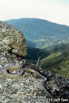 California Legless Lizard (Anniella pulchra)